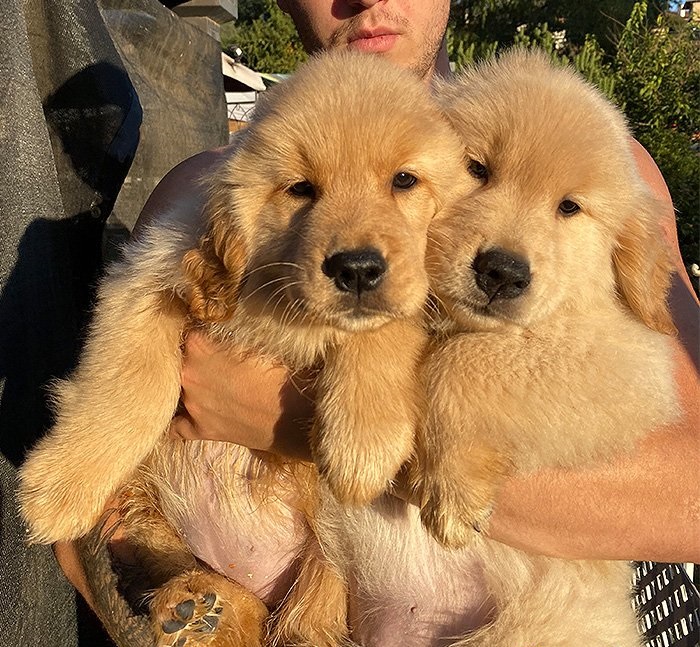 Hermosos cachorros Golden Retriever - media 2